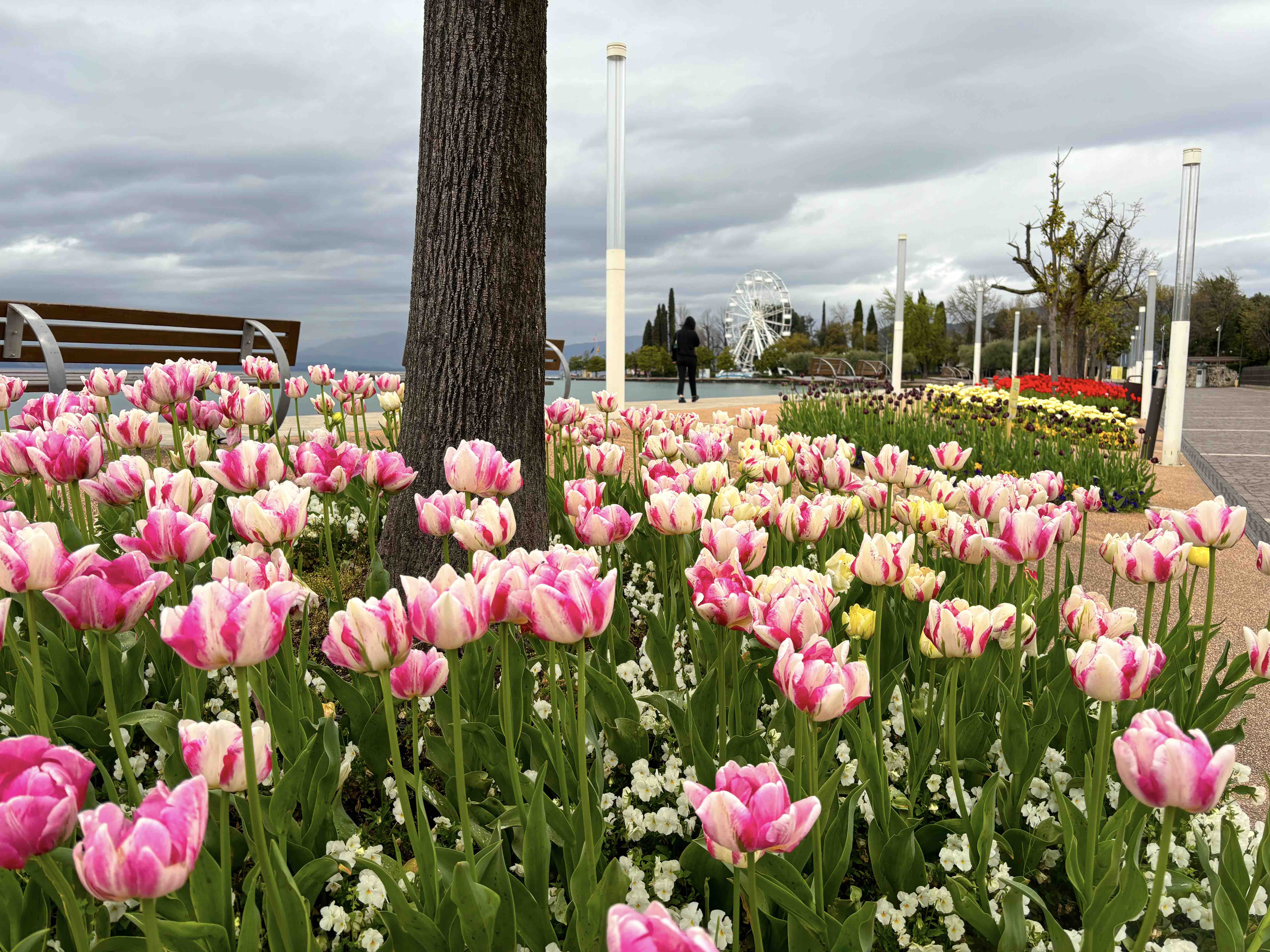 A Bardolino è “Tulipanomania” con 50mila tulipani in fiore