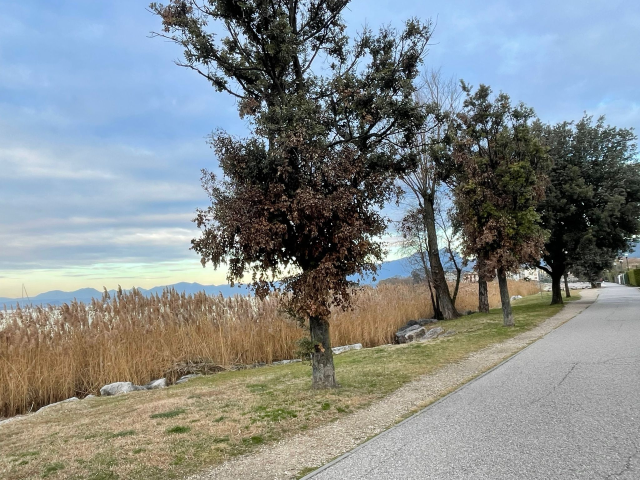 Messa in sicurezza della passeggiata Cisano-Lazise