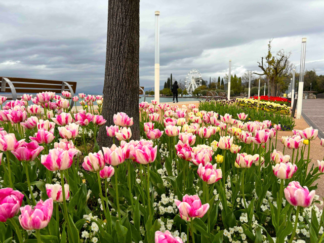 A Bardolino è “Tulipanomania” con 50mila tulipani in fiore